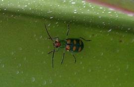  cucurbit beetle adult; photo by Horst, orchidsonline.com.au 