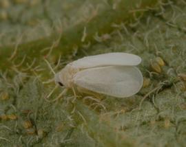  citrus whitefly adult; photo by Lyle Buss, Department of Entomology and Nematology, University of Florida 