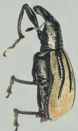  Diaprepres root weevil adult; photo by Natasha Wright, Florida Department of Agriculture and Consumer Services.  www.bugwood.org 
