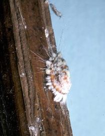  cottony cushion scale; photo courtesy of United States National Collection of Scale Insects Photographs Archive 