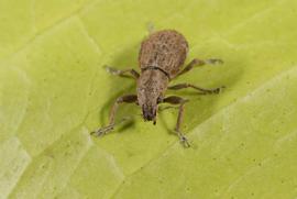  Fuller rose beetle; photo by Lyle Buss, Department of Entomology, University of Florida 
