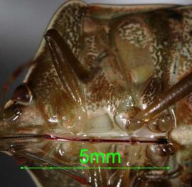  southern green stink bug adult; photo by Charles Olsen, USDA APHIS PPQ,  www.forestryimages.org 
