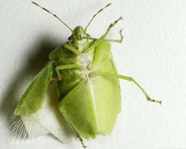  southern green stink bug adult; photo by Herb Pilcher, USDA ARS,  www.forestryimages.org 
