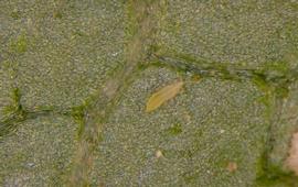  North American bean thrips immature; photo by Frank Peairs, Colorado State University,  www.bugwood.org 
