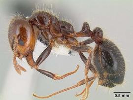  southern fire ant; photo by Micheal Branstetter, Wikipedia 