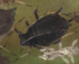  black citrus aphid; photo by Lyle Buss, Department of Entomology and Nematology, University of Florida 