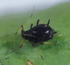  brown citrus aphid; photo by Paul Choate, Department of Entomology, University of Florida 