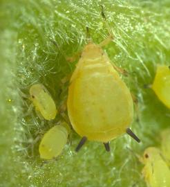  spirea aphids; photo by S. Joshi and J. Poorani. Aphids of Karnataka, www.aphidweb.com

