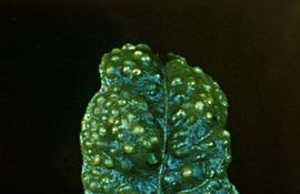  African citrus psyllid feeding damage; photo courtesy of  EPPO Photo Gallery 
