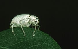  northern citrus root weevil adult; photo by Jerry A. Payne, USDA Agricultural Research Service,  www.bugwood.org 
