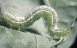  cabbage looper larva; photo by Alton N. Sparks, Jr., University of Georgia,  www.bugwood.org 
