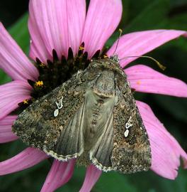  cabbage looper adult; photo by J. C. Lucier, www.flickr.com 