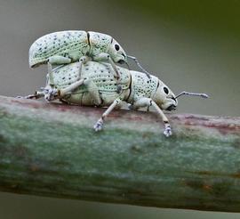  Little leaf notcher adult; photo by Richard Crook, www.flickr.com 