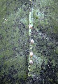  citricola scales; photo courtesy of United States National Collection of Scale Insects Photographs Archive, USDA Agricultural Research Service,  www.bugwood.org 
