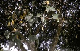  Comstock mealybug infestation on mulberry; photo courtesy of United States National Collection of Scale Insects Photographs Archive, USDA Agricultural Research Service,  www.bugwood.org 
