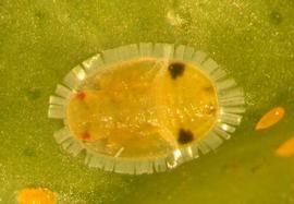  African citrus psyllid nymph; photo by Peter Stephen, Citrus Research International,  www.bugwood.org 

