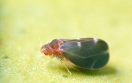  citrus blackfly adult; photo courtesy of Florida Division of Plant Industry Archive, Florida Department of Agriculture and Consumer Services,  www.bugwood.org -

 -

