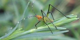  fork-tailed bush katydid nymph; photo by Lyle Buss, Department of Entomology, University of Florida 