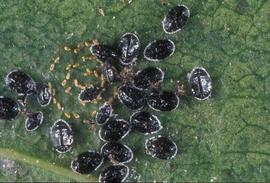  citrus blackfly eggs, larvae, and pupae; photo by Lyle Buss, Department of Entomology and Nematology, University of Florida 