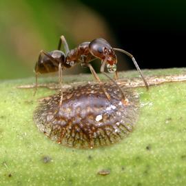  Argentine ant tending a scale; photo by Alex Wild,  http://www.alexanderwild.com 
