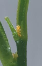  Asian citrus psyllid eggs; photo by Lyle Buss, Department of Entomology and Nematology, University of Florida 