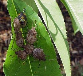 brown marmorated stink bug nymphs; photo by Gary Bernon, USDA APHIS,  www.bugwood.org 
