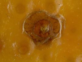   California red scale; photo by Lyle Buss, Department of Entomology and Nematology, University of Florida 