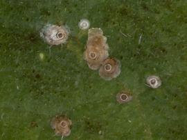  California red scale; photo by Lyle Buss, Department of Entomology and Nematology, University of Florida 