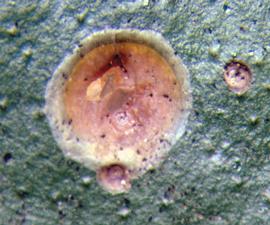  California red scale; photo courtesy of Florida Division of Plant Industry, Florida Department of Agriculture and Consumer Services 