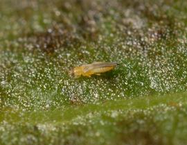  chilli thrips; photo by Lyle Buss, Department of Entomology and Nematology, University of Florida 