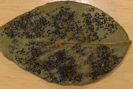  leaf infested by citrus blackfly immatures; photo courtesy of Photo Library, Department of Entomology and Nematology, University of Florida 