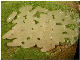  Diaprepes root weevil eggs; photo by Norm Leppla, Department of Entomology and Nematology, University of Florida. 