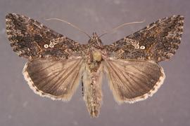  cabbage looper adult; photo by Lyle Buss, Department of Entomology and Nematology, University of Florida 