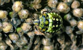  southern green stink bug nymph; photo by Russ Ottens, University of Georgia,  www.ipmimages.org 
