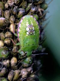  southern green stink bug nymph; photo by Russ Ottens, University of Georgia.  www.ipmimages.org 
