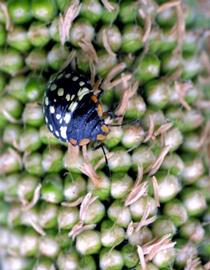  southern green stink bug nymph; photo by Russ Ottens, University of Georgia,  www.ipmimages.org 
