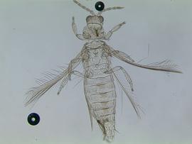  chilli thrips; photo by Lyle Buss, Department of Entomology and Nematology, University of Florida 