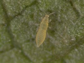 chilli thrips; photo by Lyle Buss, Department of Entomology and Nematology, University of Florida 