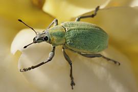  southern citrus root weevil adult; photo by Simon Rivers, SimonRiversPhotography.com
