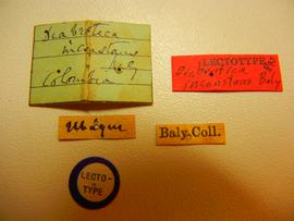              Diabrotica inconstans Baly, lectotype, labels       