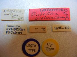              Diabrotica occlusa Champion, lectotype,   labels       