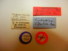              Diabrotica bipartita Jacoby, lectotype,   BMNH, labels       