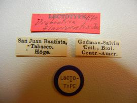              Diabrotica flaviventris Jacoby, type   labels       