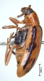              Diabrotica abrupta (Fabricius), lectotype, habitus,   lateral view       