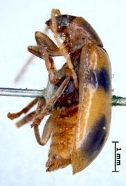              Diabrotica fucata (Fabricius), lectotype, habitus,   lateral view       