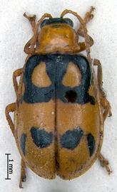              Diabrotica adelpha Harold, lectotype, habitus, dorsal view       