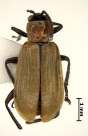              Diabrotica amecameca Krysan & Smith, holotype,   habitus, dorsal view       