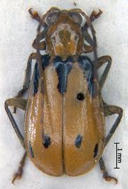              Diabrotica apicicornis Jacoby, paralectotype, habitus, dorsal   view       