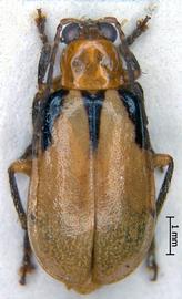              Diabrotica apicicornis Jacoby, habitus, dorsal   view       