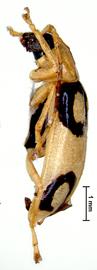              Diabrotica biannularis Harold, male, MNHN, habitus,   lateral view       